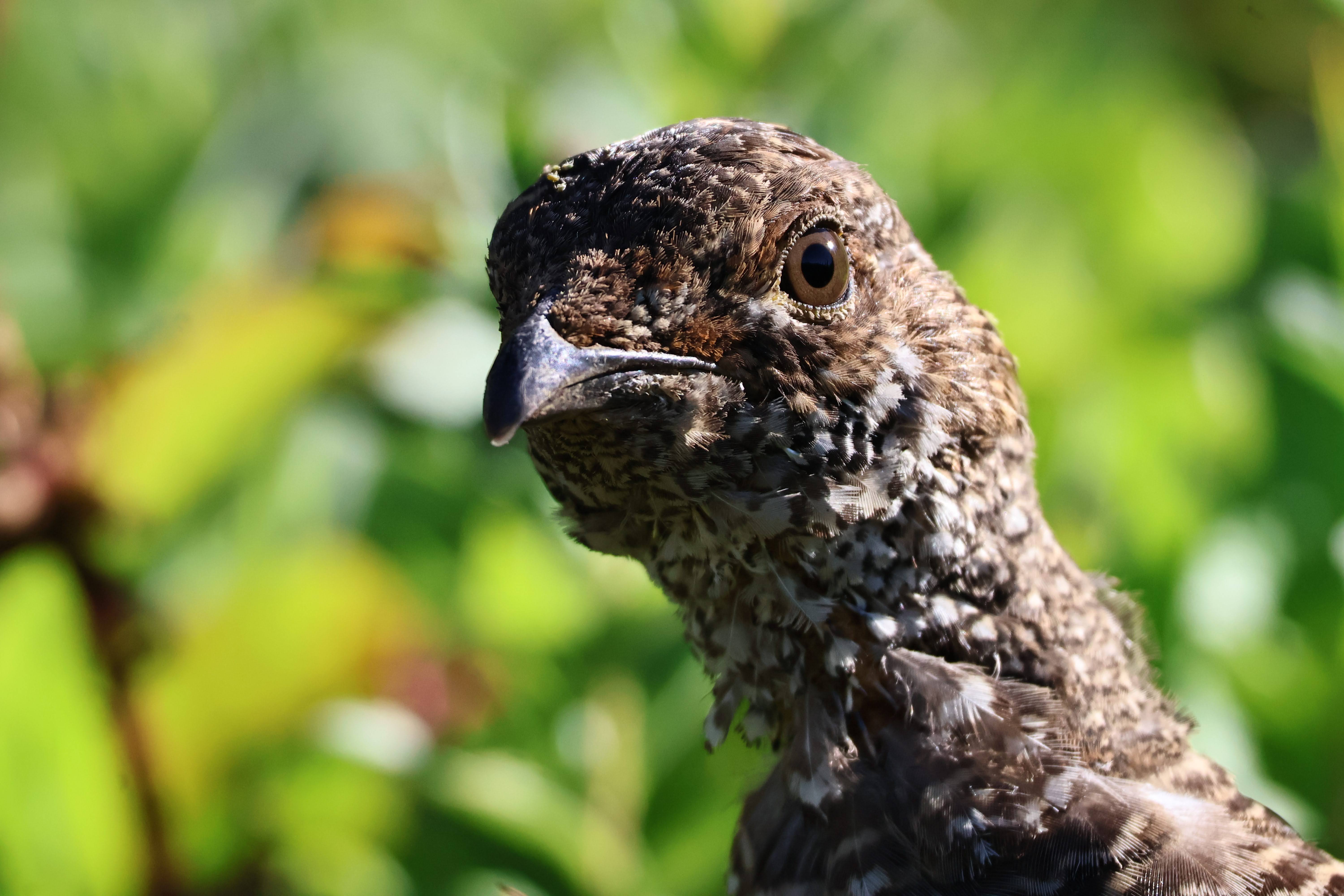 Grouse