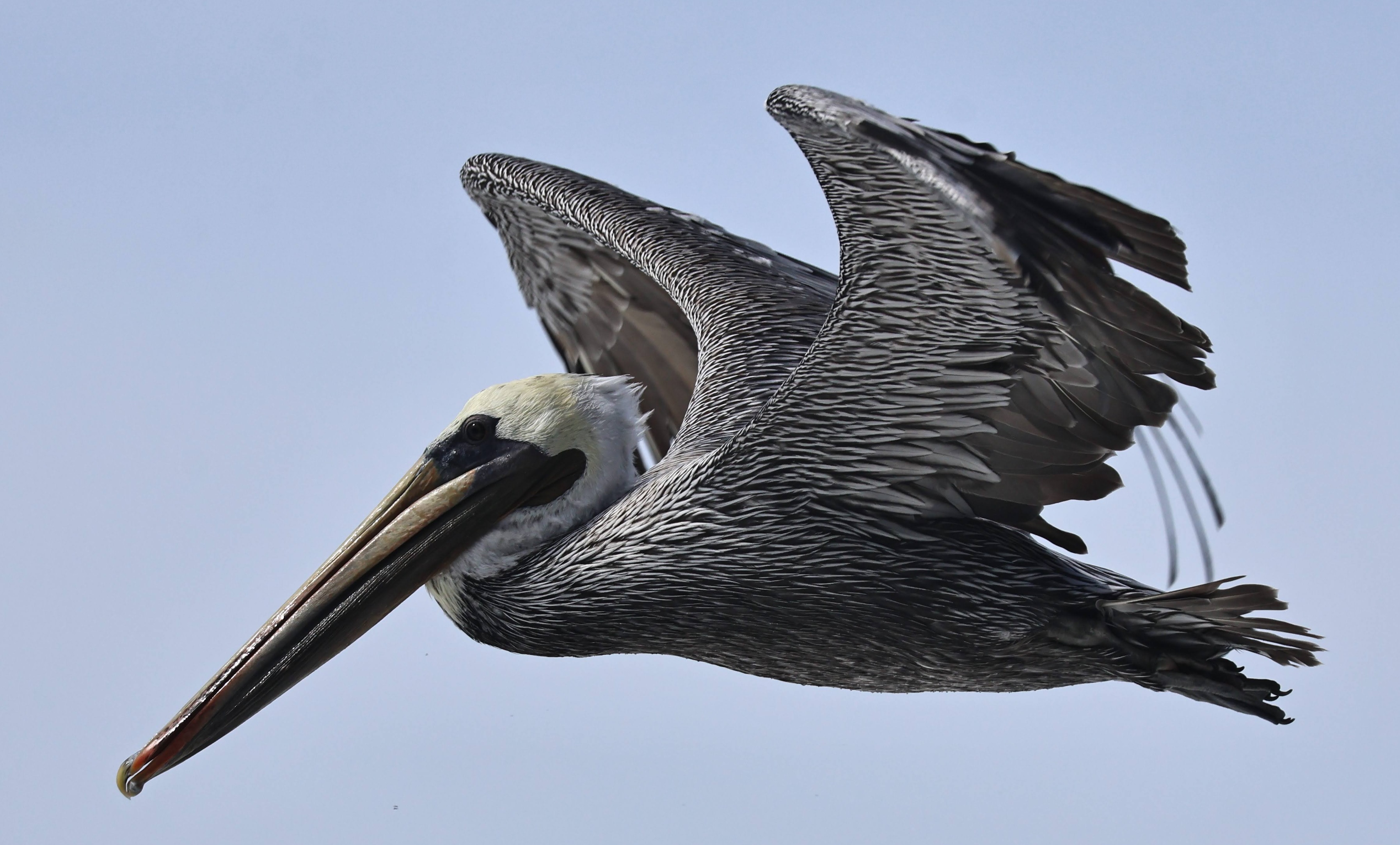 Pelican